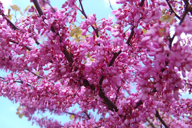 Roze bloesem aan een boom