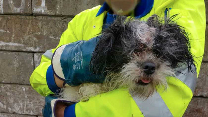 Hondje gered uit voertuig